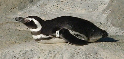 penguin_sitting
