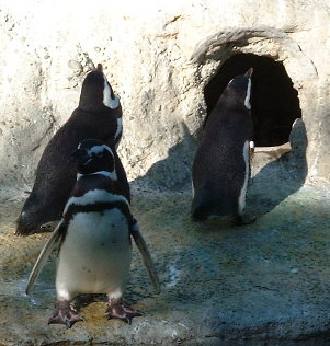 penguins_curious