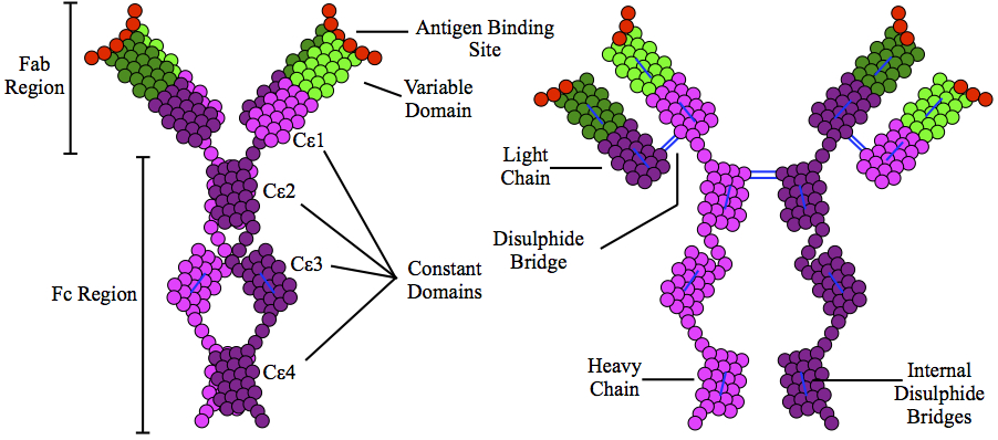 Immunoglobulin E drawing